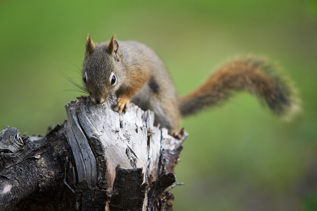Red Squirrel on Tree Stump, Banff National Park, Alberta