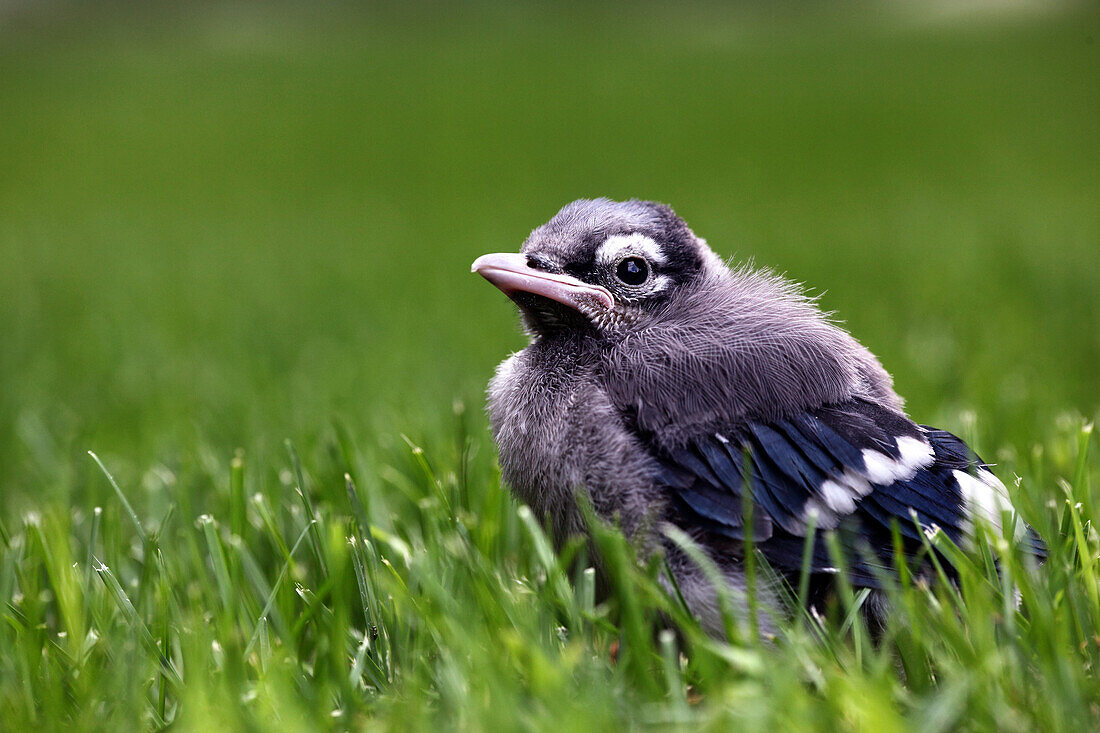 Young Blue Jay in grass, Ontario