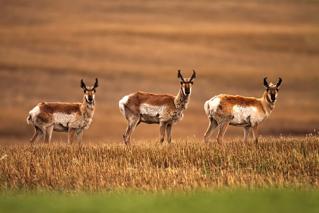 Pronghorn antelope in a cultivated farmers field, Saskatchewan