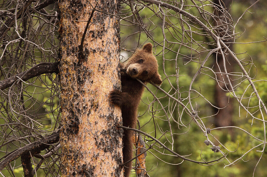 Grizzly bear cub up a tree, Yukon