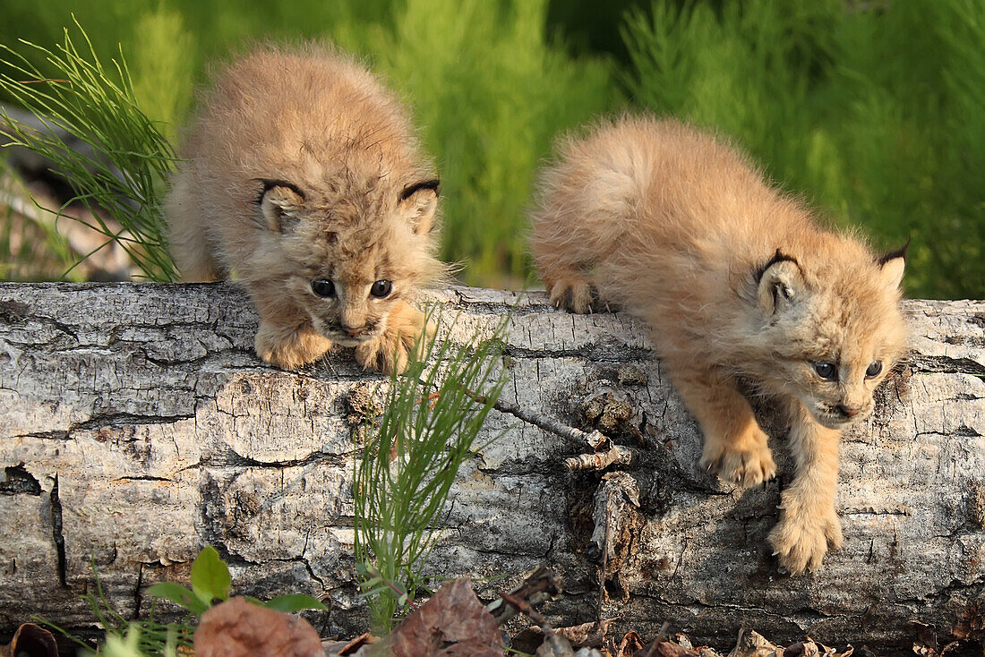 Canadian Lynx Kittens climbing on a log, Alaska