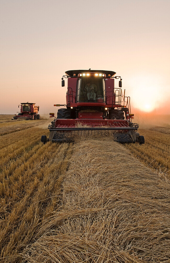 Two combine harvesters work a field of swathed spring wheat, near Dugald, Manitoba
