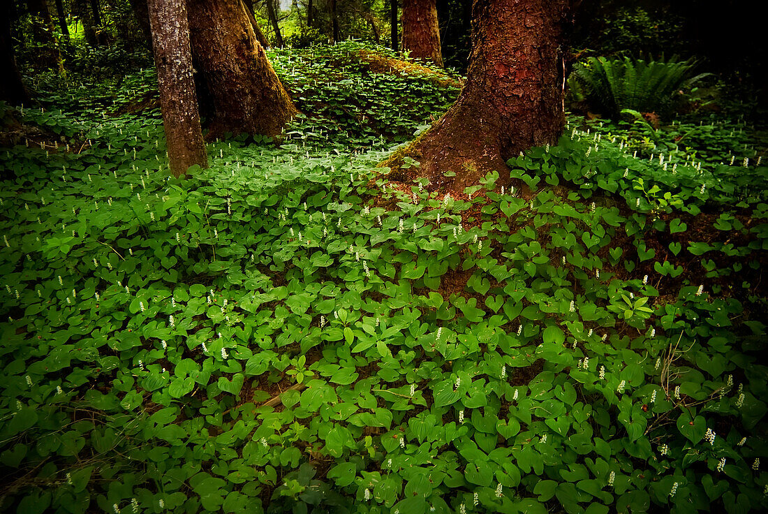Plants on a forest floor, Pacific Rim National Park, Vancouver Island, British Columbia