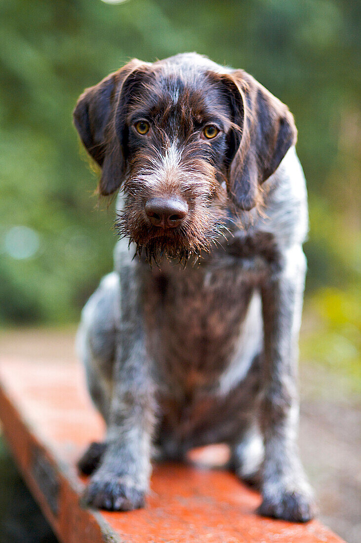 German wire-haired pointer puppy sitting on bench, Pacific Spirit Regional Park, Vancouver, British Columbia