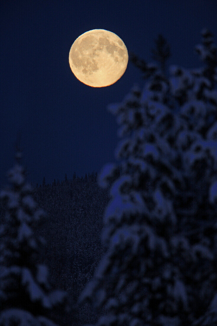 Full moon rising above trees in Watson Lake, Yukon