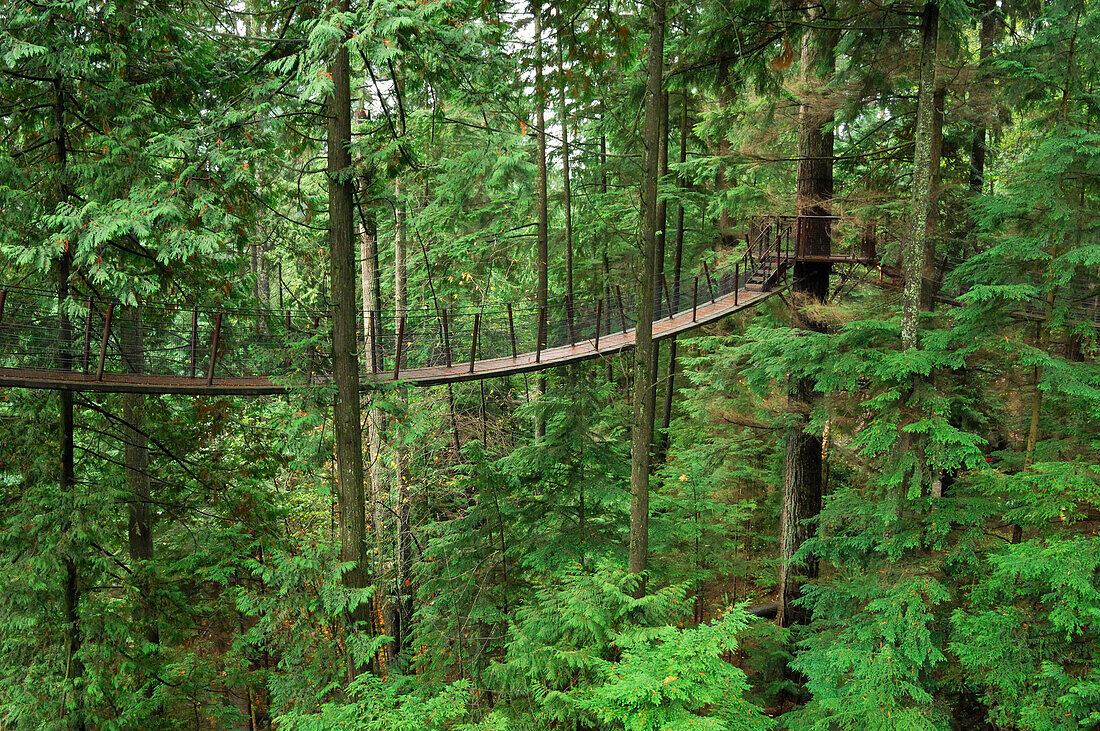 Treetops Adventure walkway at the Capilano Suspension Bridge, Vancouver, British Columbia