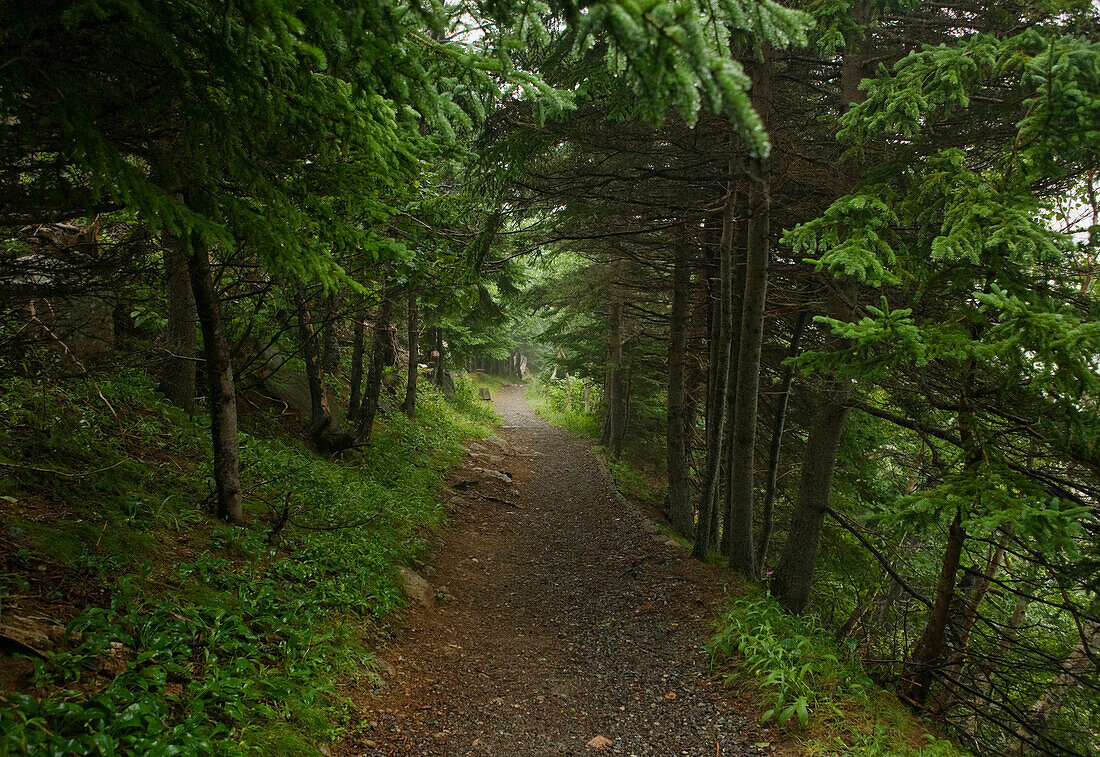 Path leading through the trees, Highlands National Park, Cape Breton, Nova Scotia