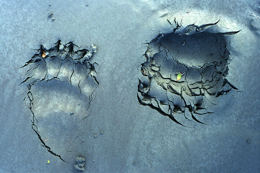 Two Grizzly Bear Prints in Grey Sand, Haines Junction, Yukon
