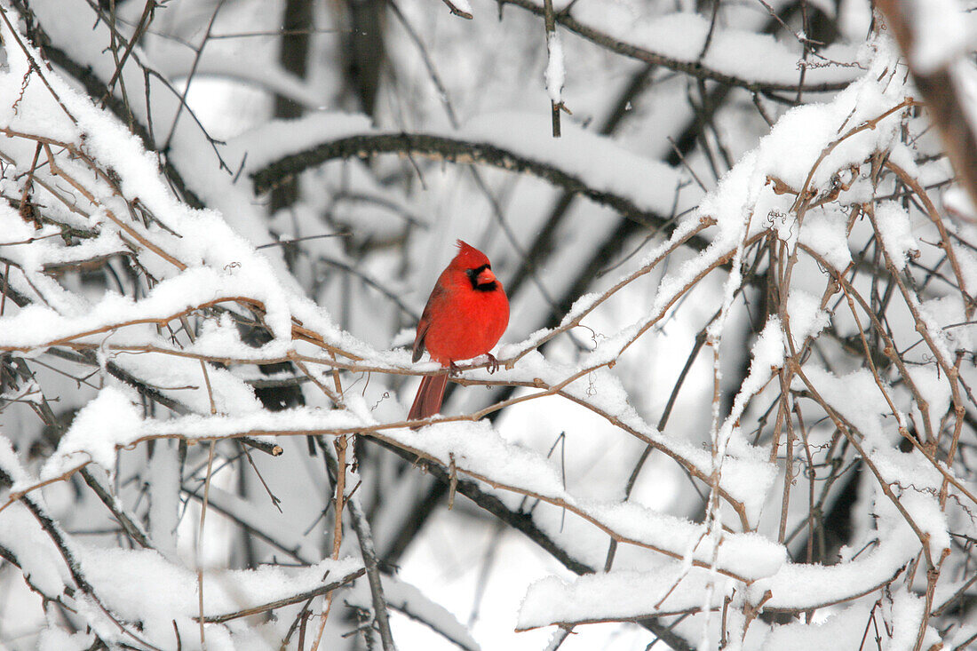 Male Cardinal in Winter, Burlington, Ontario