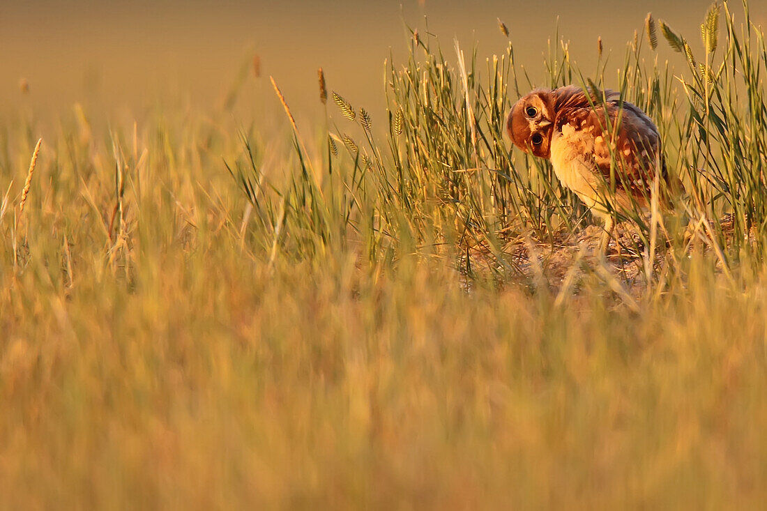 Digitally enhanced image with painterly effect of Burrowing owl chick, Grasslands National Park, Saskatchewan