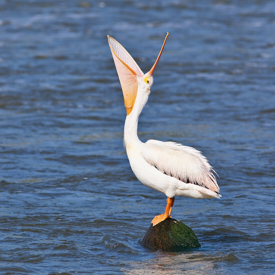 American White Pelican with mouth wide open, Red River, Lockport, Manitoba