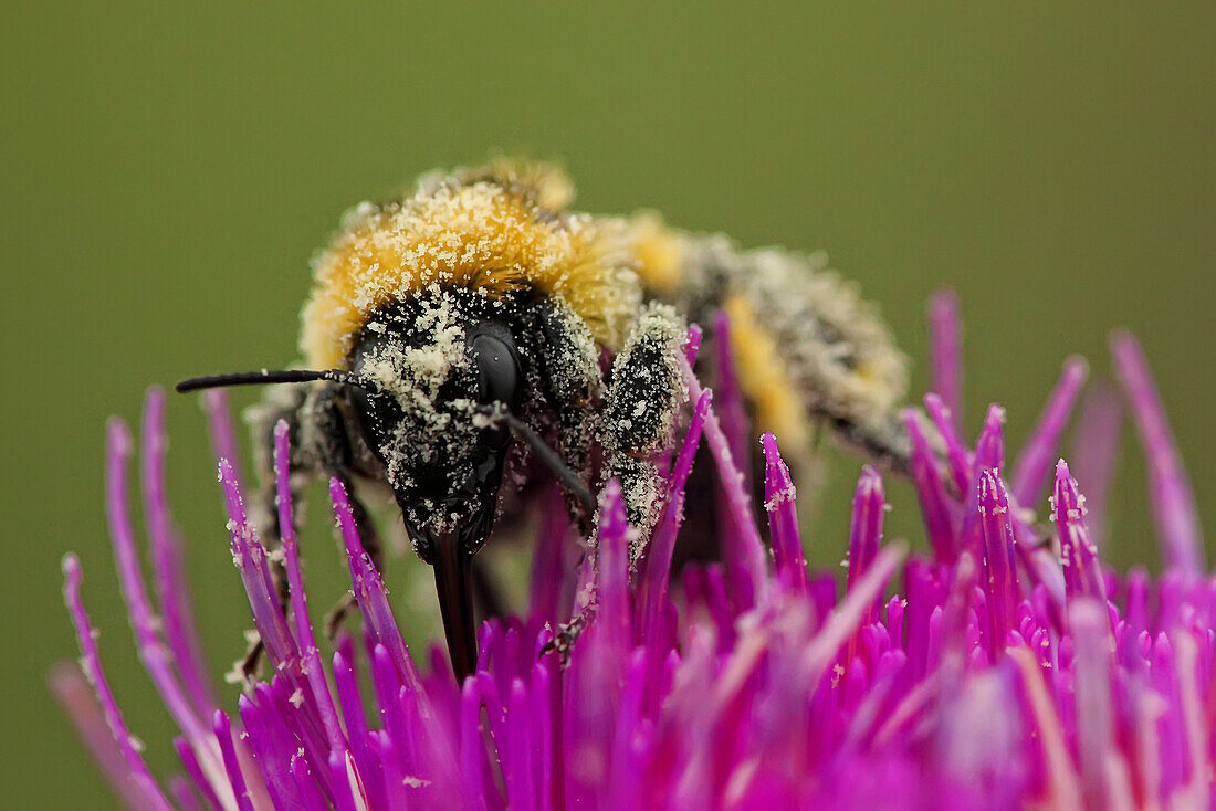Bumblebee covered in pollen as it gets pollen from Canadian thistle, Grasslands National Park, Saskatchewan