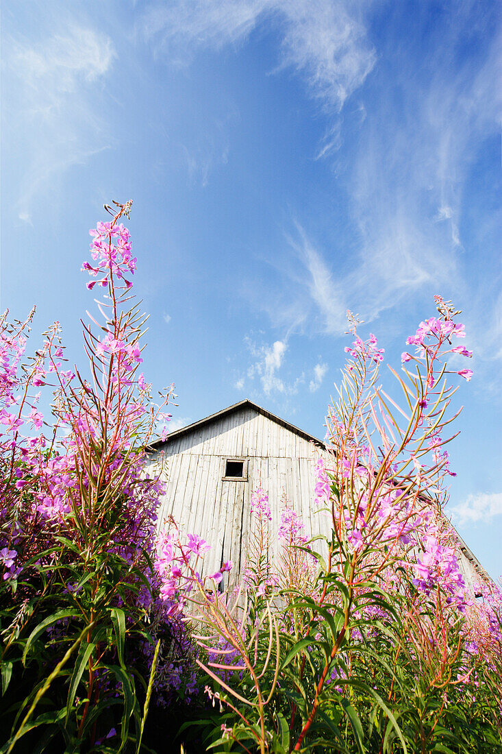 Old Barn and Fireweed, Sainte-Francoise, Bas-Saint-Laurent Region, Quebec