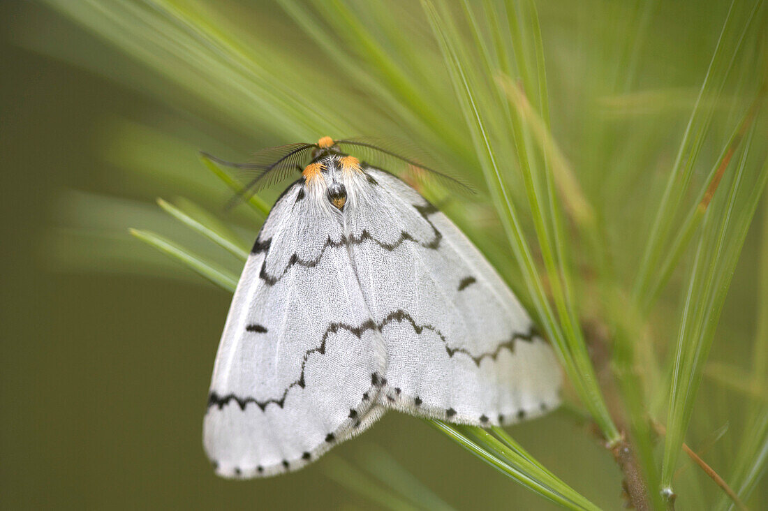 Close-up of gypsy moth, Deer Island, Georgian Bay, Ontario, Canada