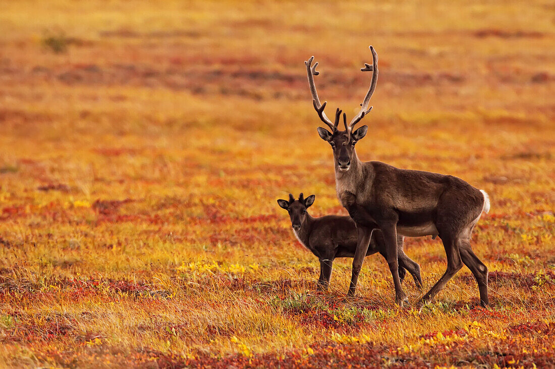 Adult caribou with its young in the fall colours of the Dempster highway, Yukon