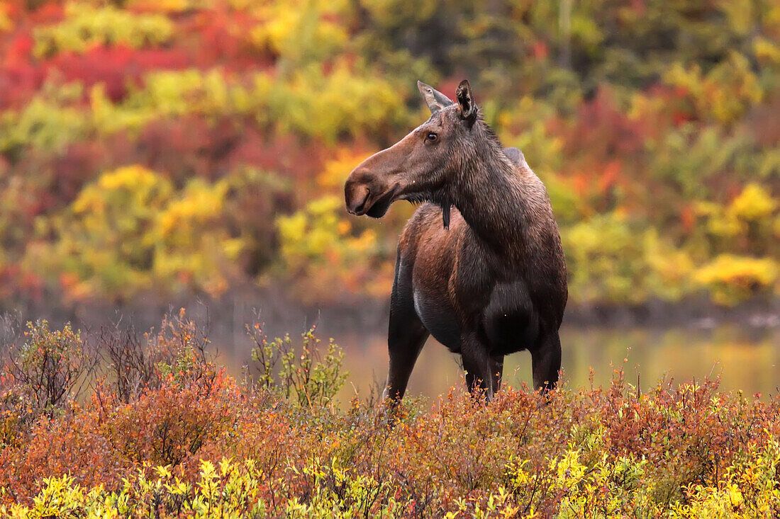 Adult female moose in the autumn, Dempster Highway, Yukon