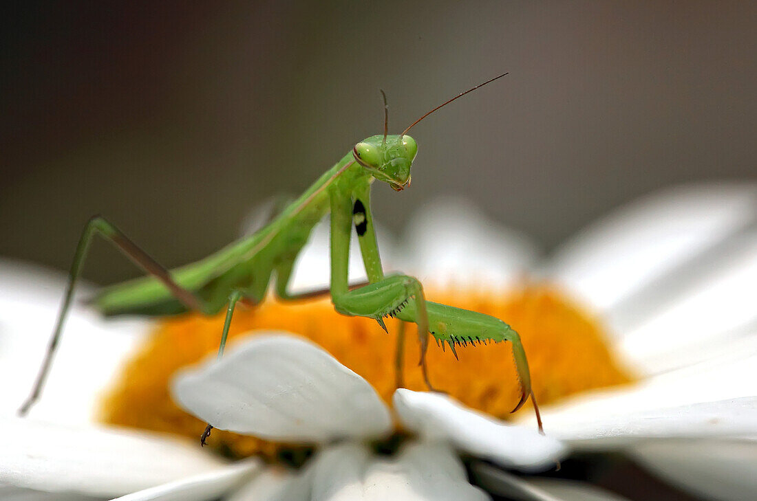 Close up of a Praying Mantis on daisy, Ontario