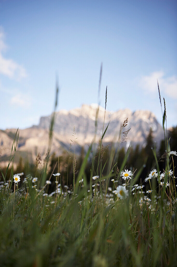 View of Mount Rundle behind flowers in a field, Banff, Alberta