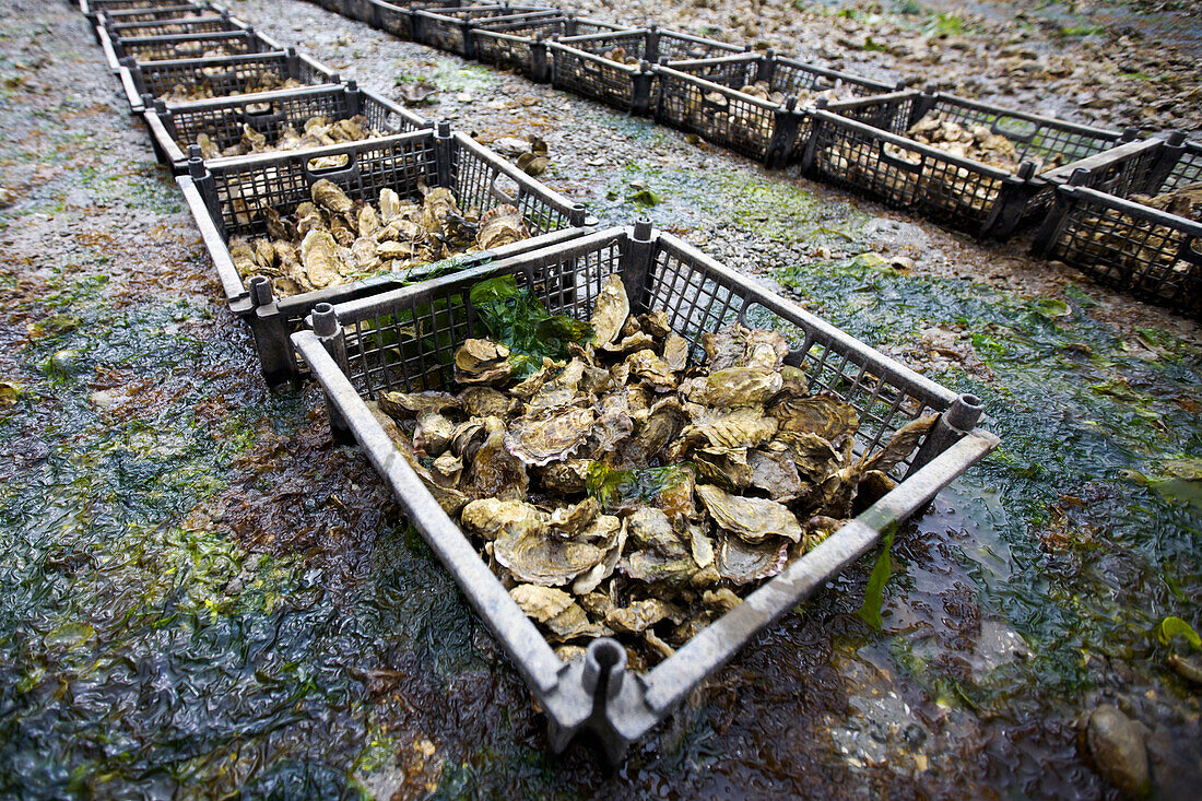 Oyster Shells in Whaletown, Cortes Island, British Columbia