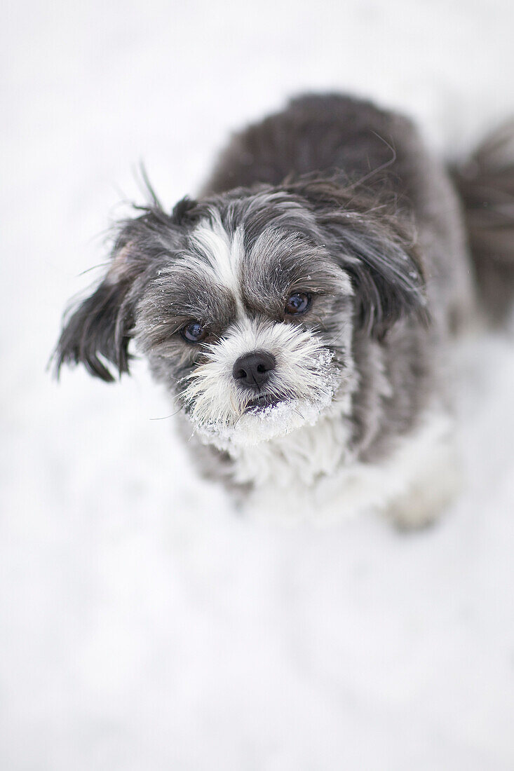 A Maltese and Shih-Tzu dog outside on a winter day, Winnipeg, Manitoba