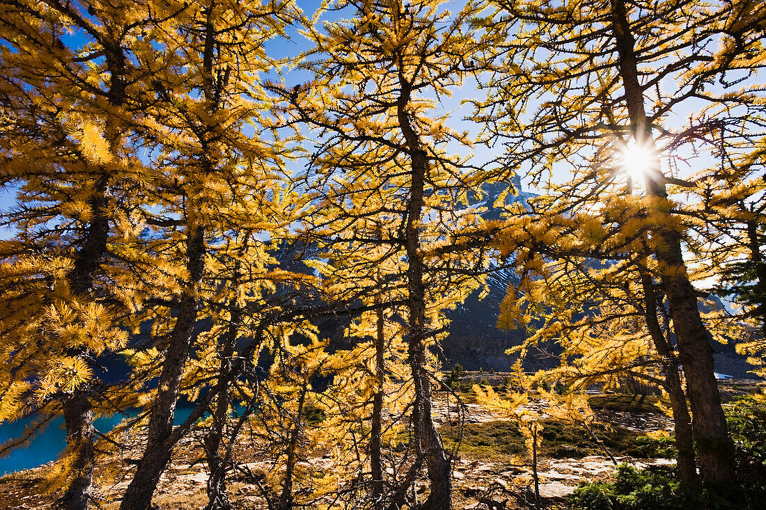 Artist's Choice: Sun through Larch trees, Lake McArthur, Yoho National Park, British Columbia