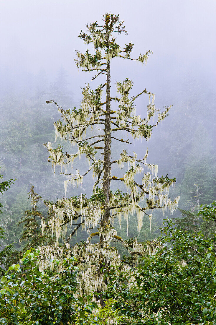 Conifer and fog Northern British Columbia