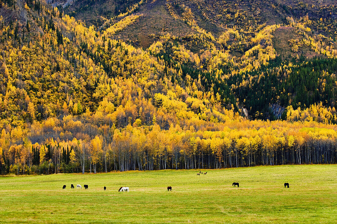 Horses, caribou and fall colours, Northern British Columbia