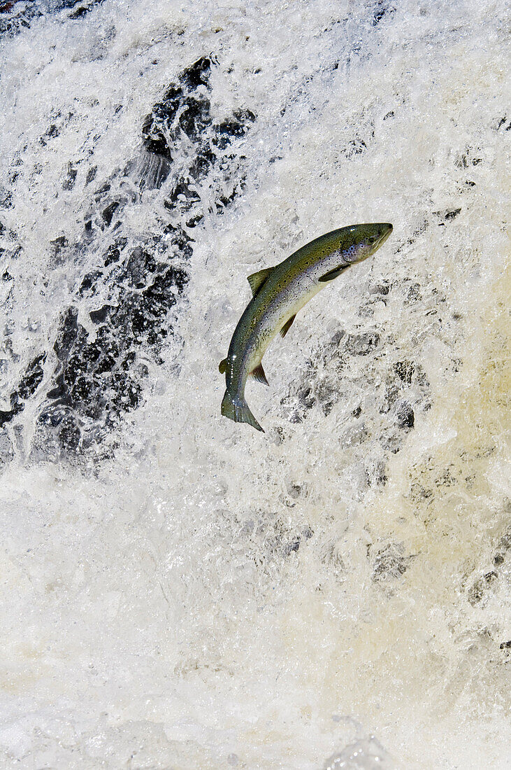 Atlantic Salmon adult leaps up Falls Migrating Upstream to Spawning Grounds, Humber River, Newfoundland