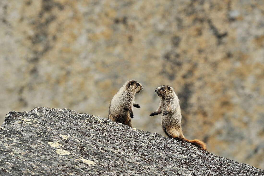 Hoary Marmots in the Cirque of Unclimables, Nahanni National Park, Northwest Territories
