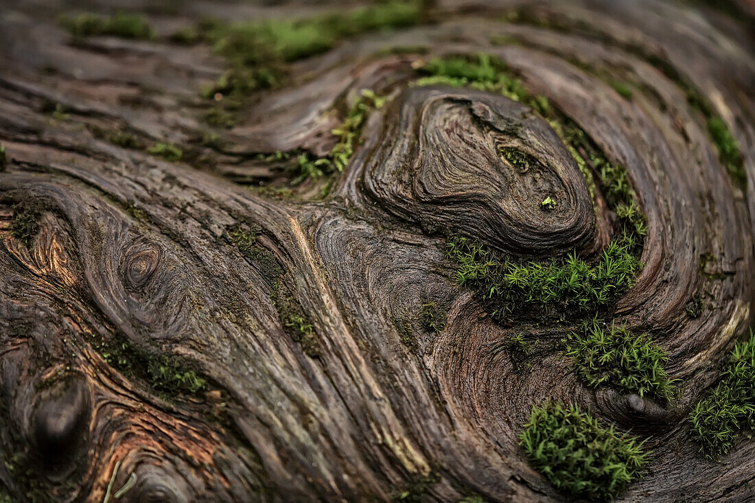 Close up of a knot on a fallen douglas fir tree, Cathedral Grove, British Columbia