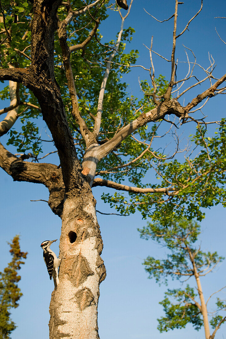 Hairy Woodpecker at its nest in spring, Whitehorse, Yukon