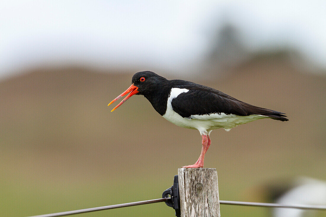 Austernfischer rufend, Haematopus ostralegus, Ostfriesische Inseln, Nationalpark Niedersächsisches Wattenmeer, Nordsee, Deutschland