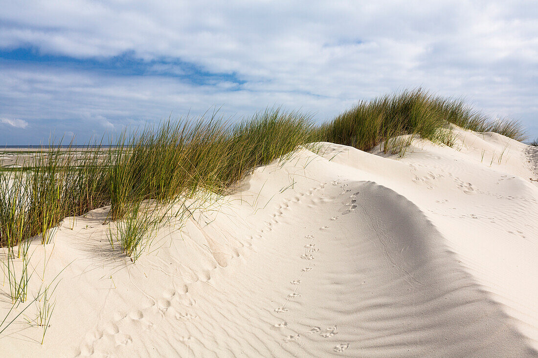 Dunes along the beach, Spiekeroog Island, North Sea, National Park, East Frisian Islands, East Frisia, Lower Saxony, Germany, Europe