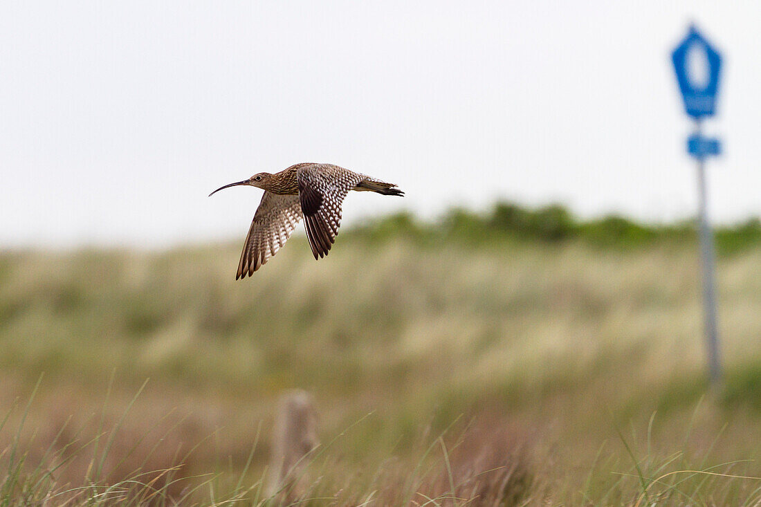 Curlew in flight, Numenius arquata, Spiekeroog Island, National Park, Germany, Europe