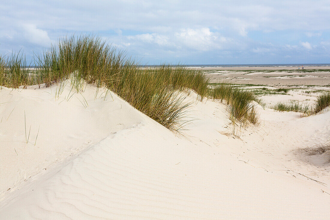 Dunes along the beach, Spiekeroog Island, National Park, North Sea, East Frisian Islands, East Frisia, Lower Saxony, Germany, Europe
