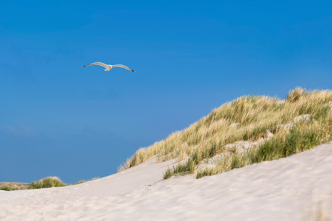 Dünen am Strand mit Silbermöwe, Spiekeroog, Ostfriesische Inseln, Nationalpark Niedersächsisches Wattenmeer, Nordsee, Ostfriesland, Niedersachsen, Deutschland, Europa