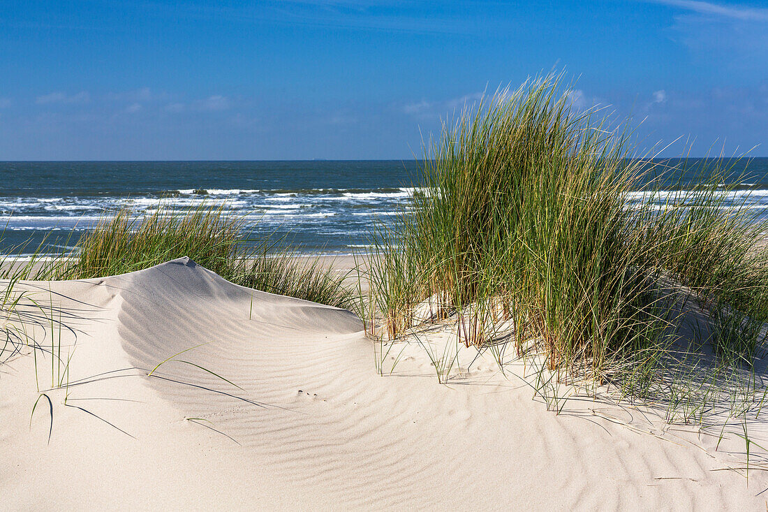 Dunes with grass, Ammophila arenaria, Spiekeroog Island, National Park, North Sea, East Frisian Islands, East Frisia, Lower Saxony, Germany, Europe