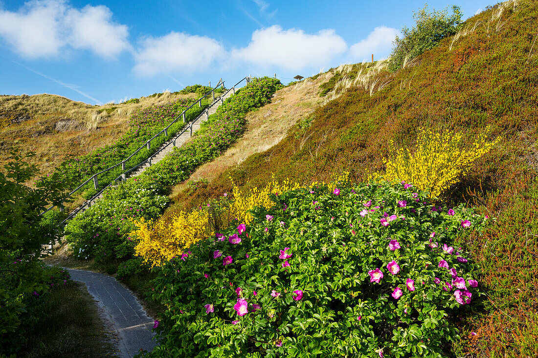 Aussichtsdüne mit Kartoffelrosen, Rosa rugosa, und Ginster, Cytisus scoparius, Spiekeroog, Ostfriesische Inseln, Nationalpark Niedersächsisches Wattenmeer, Nordsee, Ostfriesland, Niedersachsen, Deutschland, Europa