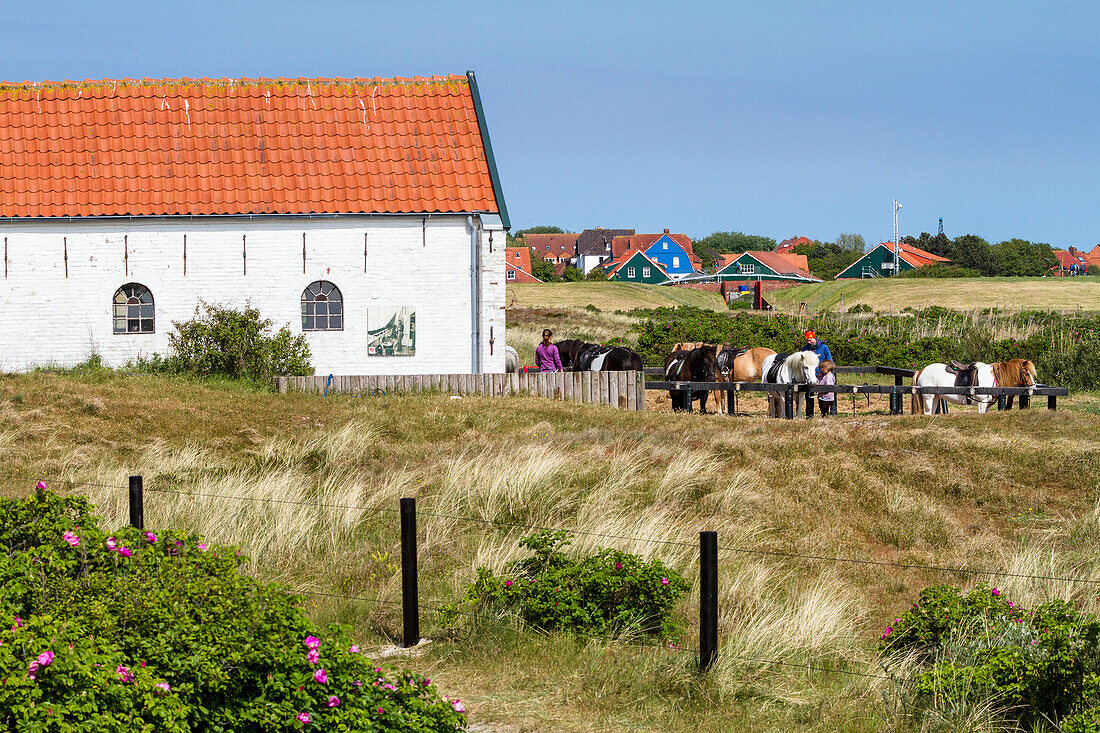 Horse Riding, stables on Spiekeroog Island, Nationalpark, North Sea, East Frisian Islands, East Frisia, Lower Saxony, Germany, Europe