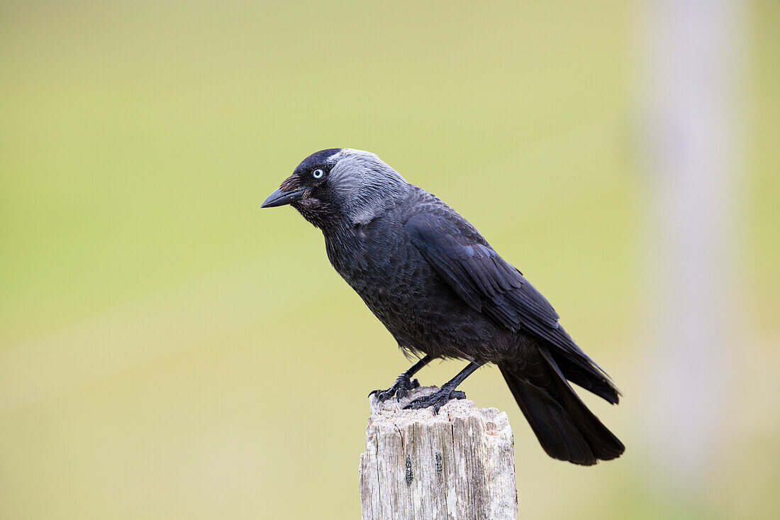 Jackdaw, Corvus monedula, Spiekeroog Island, Nationalpark, North Sea, East Frisian Islands, East Frisia, Lower Saxony, Germany, Europe