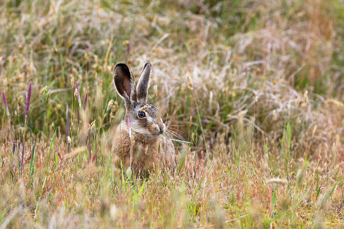 Brown Hare, Lepus capensis, Spiekeroog Island, Nationalpark, North Sea, East Frisian Islands, East Frisia, Lower Saxony, Germany, Europe