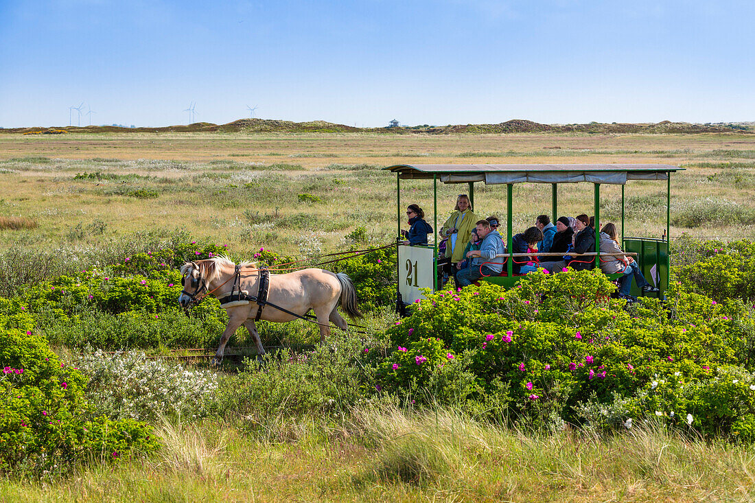 Horse drawn train, Spiegeroog Island, Nationalpark, North Sea, East Frisian Islands, East Frisia, Lower Saxony, Germany, Europe