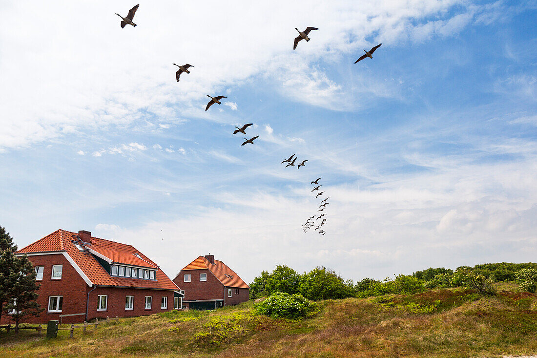 Houses in the dunes with wild geese flying overhead, Branta canadensis, Spiekeroog Island, Nationalpark, North Sea, East Frisian Islands, East Frisia, Lower Saxony, Germany, Europe
