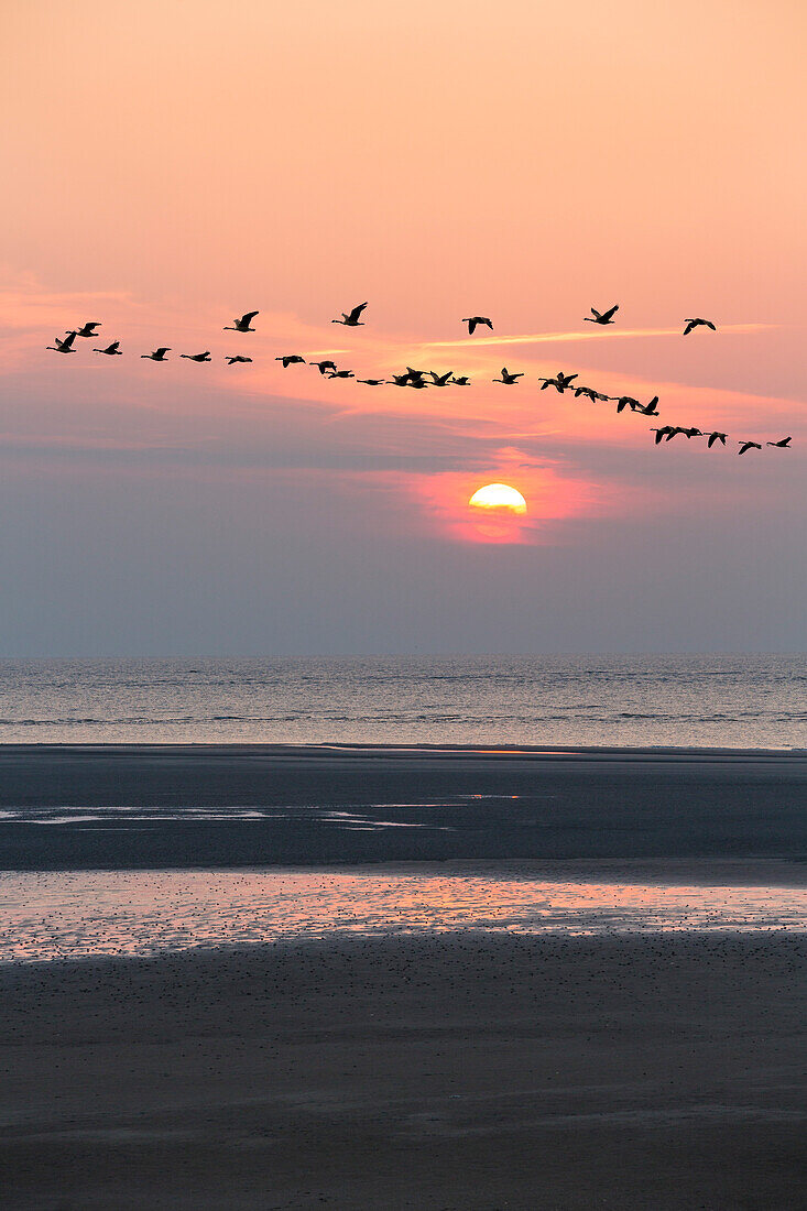 Beach at sunset and wild geese, Spiekeroog Island, North Sea, East Frisian Islands, East Frisia, Lower Saxony, Germany, Europe
