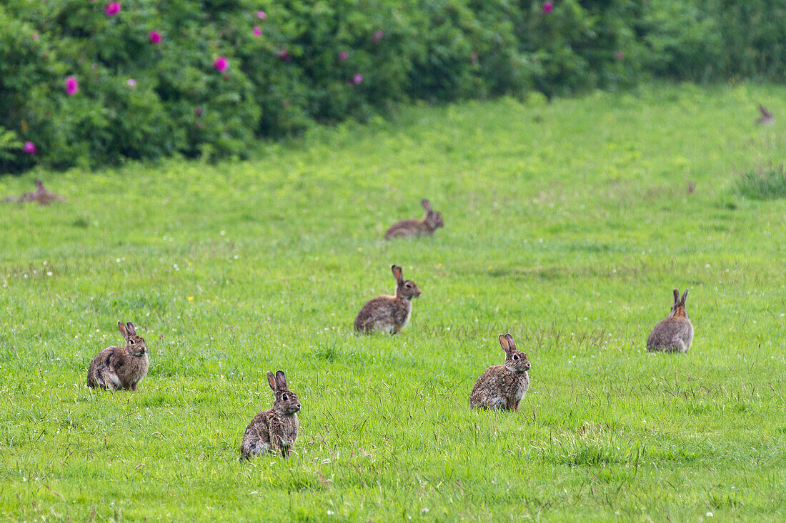 Gruppe Wildkaninchen vor Kartoffelrosen, Oryctolagus cuniculus, Insel Norderney, Ostfriesische Inseln, Niedersachsen, Deutschland, Europa