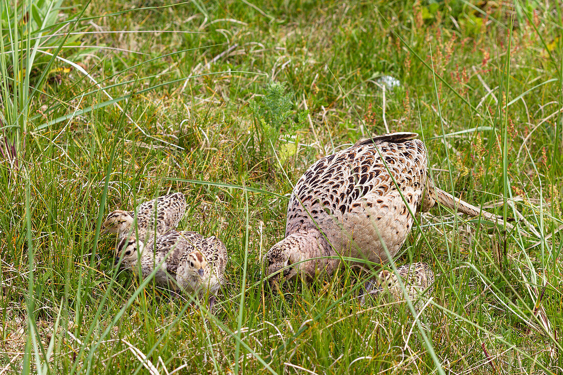 Pheasant female with chicks, Phasianus colchicus, East Friesian Islands, Germany, Europe