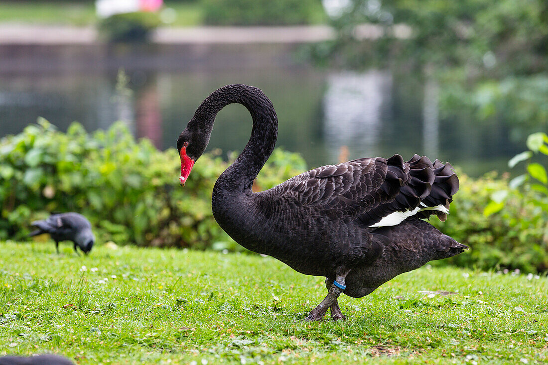 Schwarzer Schwan im Kurpark, Cygnus atratus, Norderney, Ostfriesische Inseln, Nationalpark Niedersächsisches Wattenmeer, Nordsee, Ostfriesland, Niedersachsen, Deutschland, Europa