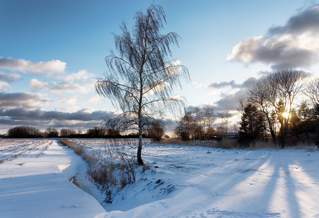 Winter Landscape, Gross Zicker, Moenchgut, Island of Ruegen, Mecklenburg-Western Pomerania, Germany