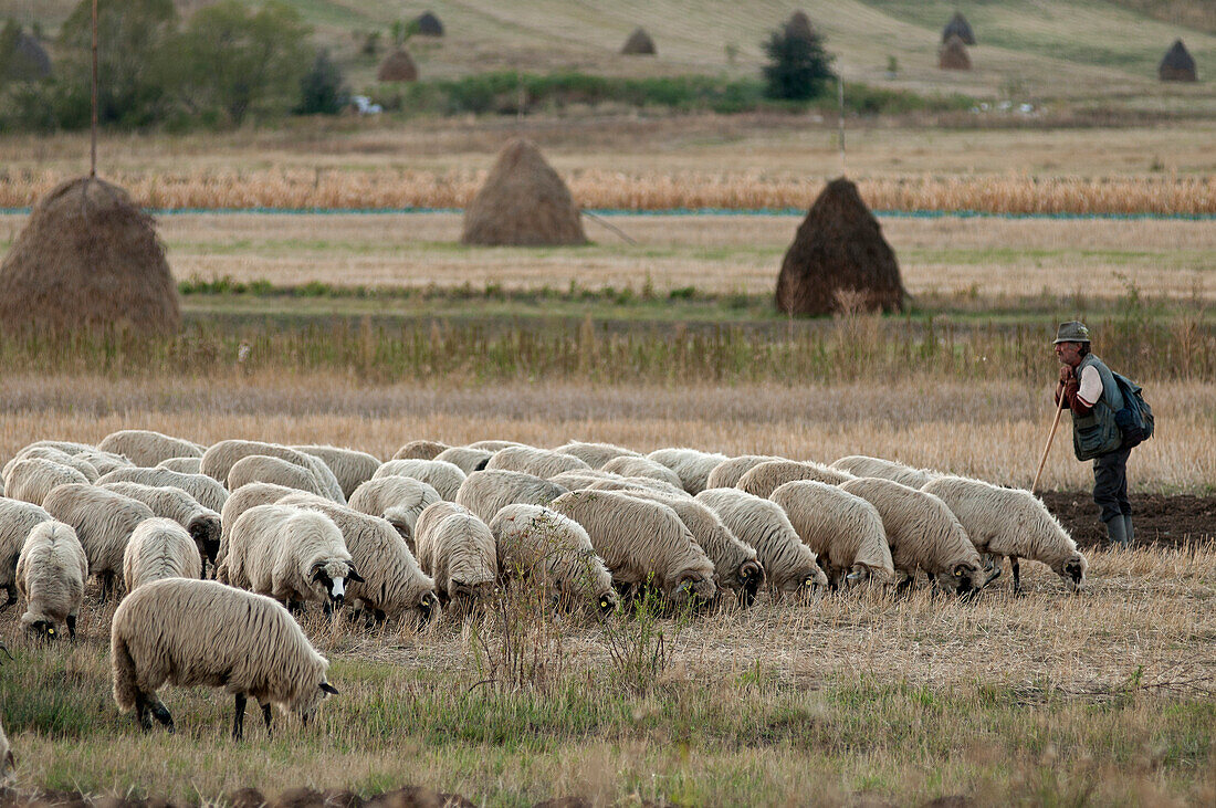 Schafhirte nahe dem Dorf Rimetea, Alba, Transylvanien, Rumänien
