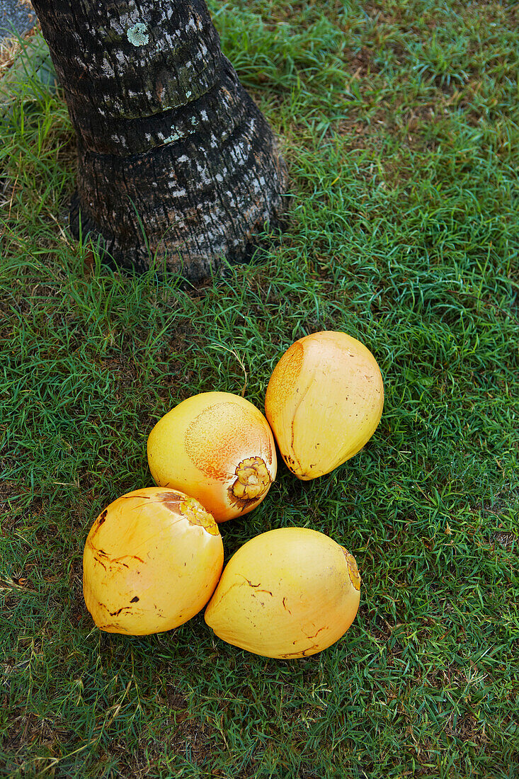 Kokosnüsse, Mauritius